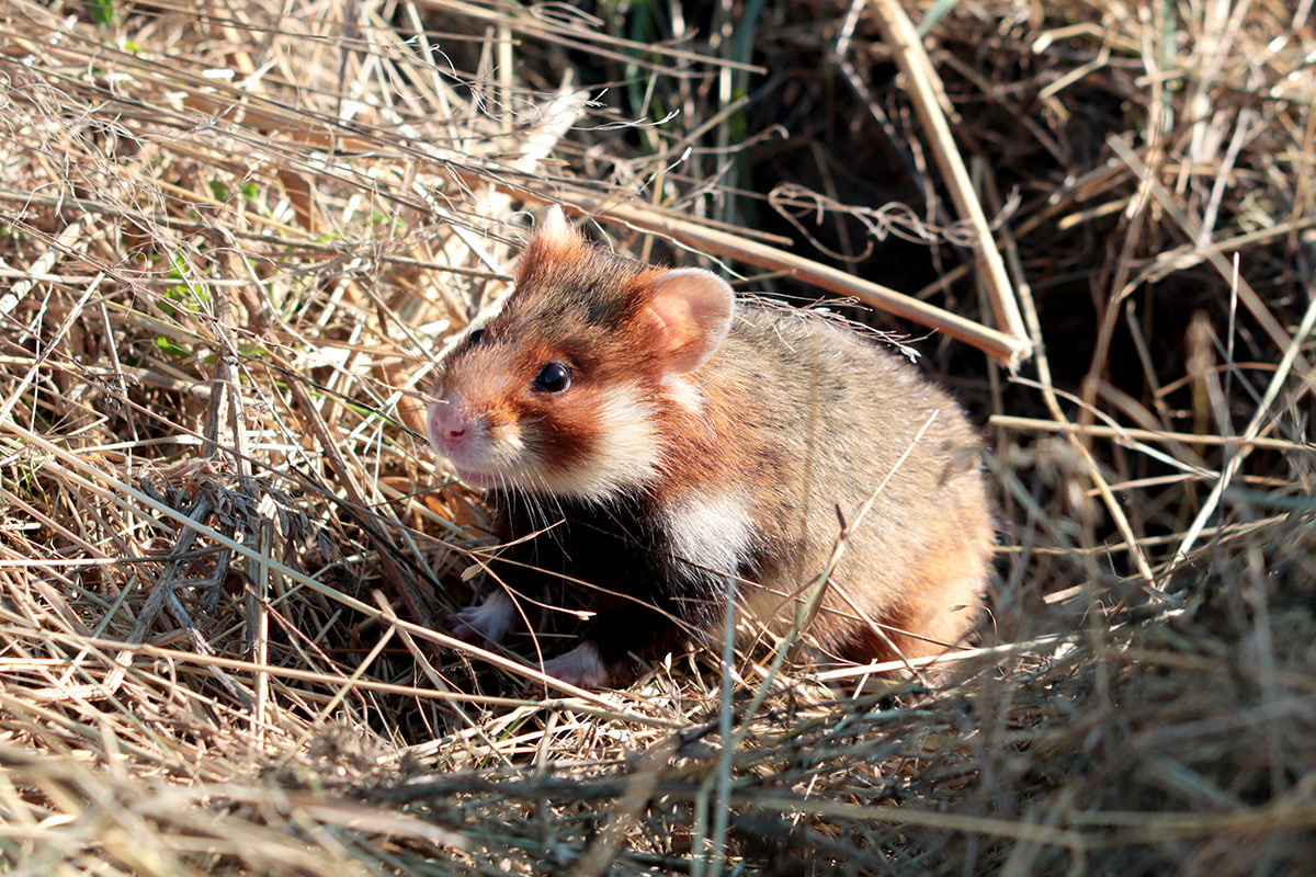 Крымский хомяк дикий фото Cricetus cricetus (Linnaeus, 1758) - Grand hamster, Hamster commun-Overview